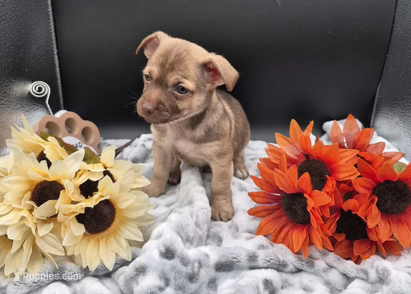 Pete – Chihuahua puppy for sale in Liberty, MS