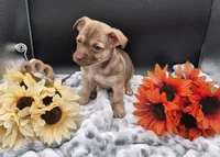 Smokey, a male Chihuahua for sale in Liberty, MS – 1 of 8