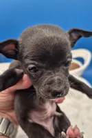 Ozzie , a male Chihuahua for sale in Liberty, MS – 2 of 10