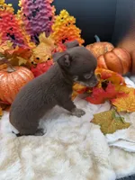 Baby, a male Chihuahua for sale in Liberty, MS – 6 of 7