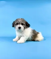EDISON, a male Havanese for sale in Sugarcreek, OH – 4 of 4