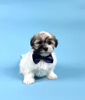 YASMINE, a male Havanese for sale in Sugarcreek, OH – Photo 3 of 6