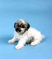 YASMINE, a male Havanese for sale in Sugarcreek, OH – Photo 4 of 6