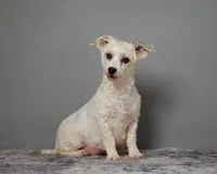 YASMINE, a male Havanese for sale in Sugarcreek, OH – Photo 5 of 6