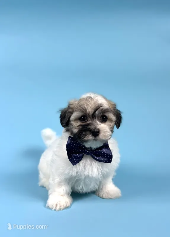 YASMINE – Havanese puppy for sale in Sugarcreek, OH