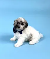 YASMINE, a male Havanese for sale in Sugarcreek, OH – Photo 2 of 6