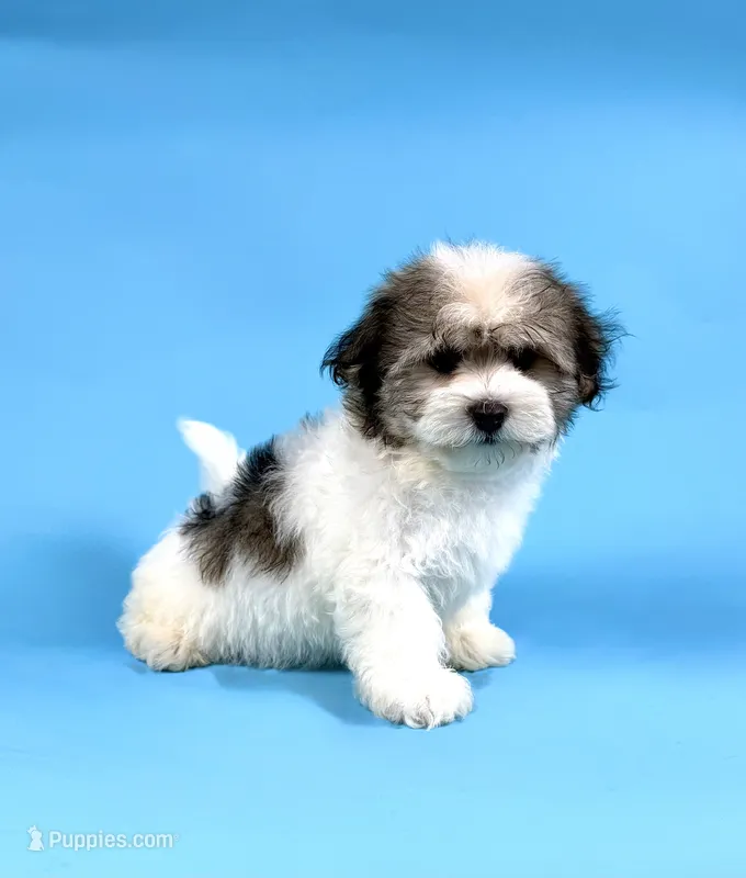 ECHO – Havanese puppy for sale in Sugarcreek, OH