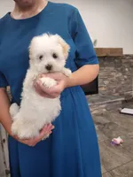 Froyo, a male Havanese for sale in Sugarcreek, OH – 3 of 3
