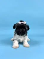BAMBI, a female Havanese for sale in Sugarcreek, OH – 3 of 5