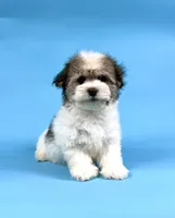 ECHO, a male Havanese for sale in Sugarcreek, OH – 2 of 4