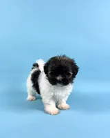 BISCUIT, a male Havanese for sale in Sugarcreek, OH – 3 of 6