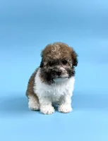 DIESEL, a male Havanese for sale in Sugarcreek, OH – 1 of 4