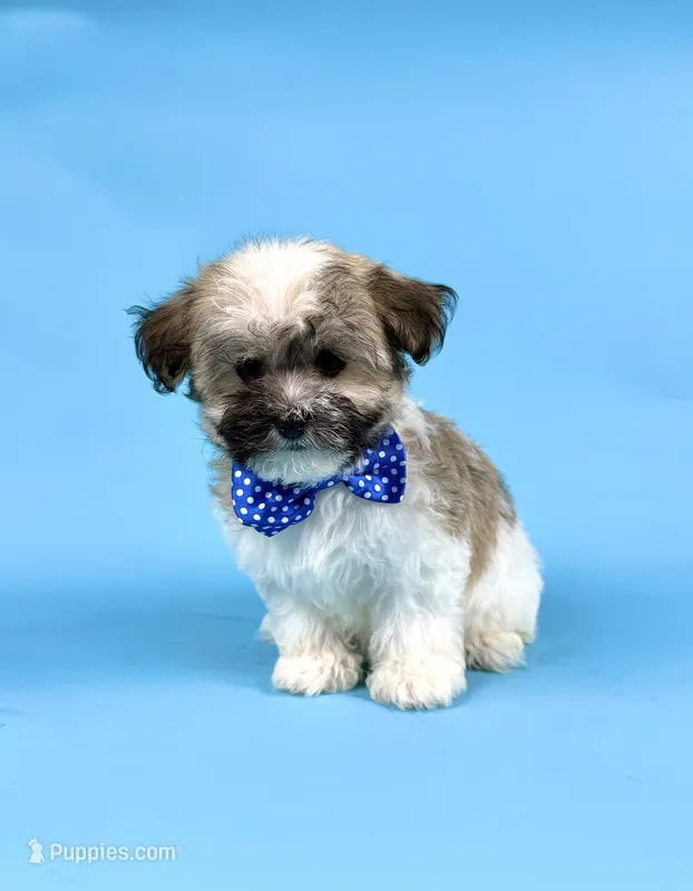 EDEN – Havanese puppy for sale in Sugarcreek, OH