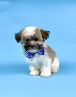 EDEN, a female Havanese for sale in Sugarcreek, OH – 1 of 4