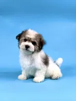ECHO, a male Havanese for sale in Sugarcreek, OH – 4 of 4