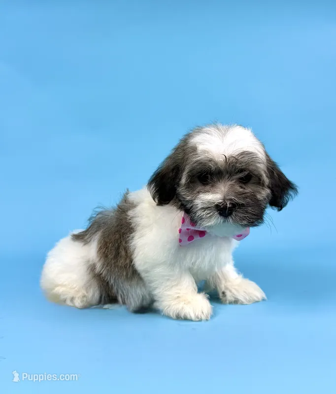 EVIE – Havanese puppy for sale in Sugarcreek, OH