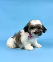 EVIE, a female Havanese for sale in Sugarcreek, OH – 1 of 4