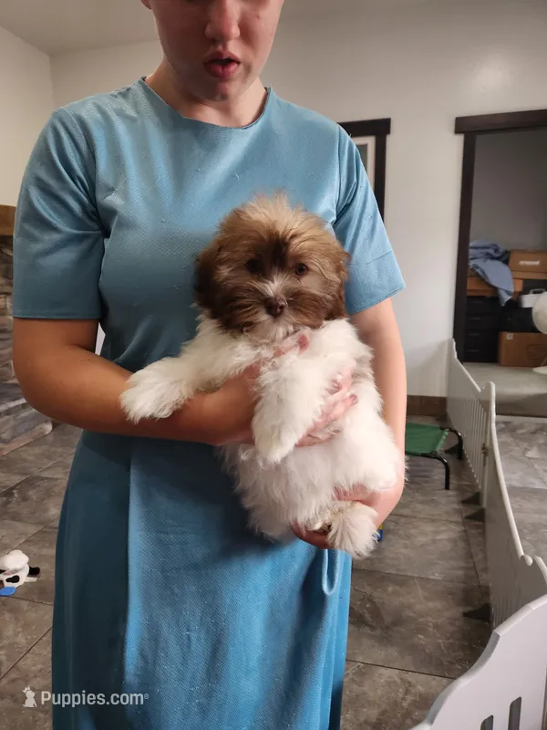 YALE – Havanese puppy for sale in Sugarcreek, OH