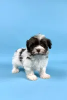 BANDIT, a male Havanese for sale in Sugarcreek, OH – 4 of 6