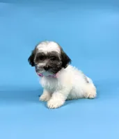 EVIE, a female Havanese for sale in Sugarcreek, OH – 4 of 4