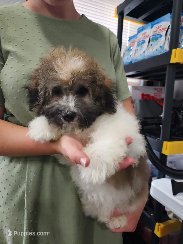 DRAKE – Havanese puppy for sale in Sugarcreek, OH