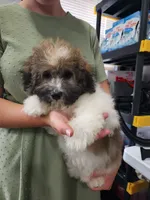 DRAKE, a male Havanese for sale in Sugarcreek, OH – 1 of 9