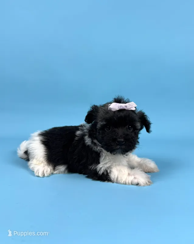 BAMBI – Havanese puppy for sale in Sugarcreek, OH