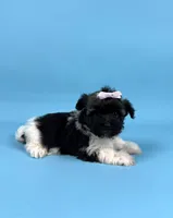 BAMBI, a female Havanese for sale in Sugarcreek, OH – 1 of 5