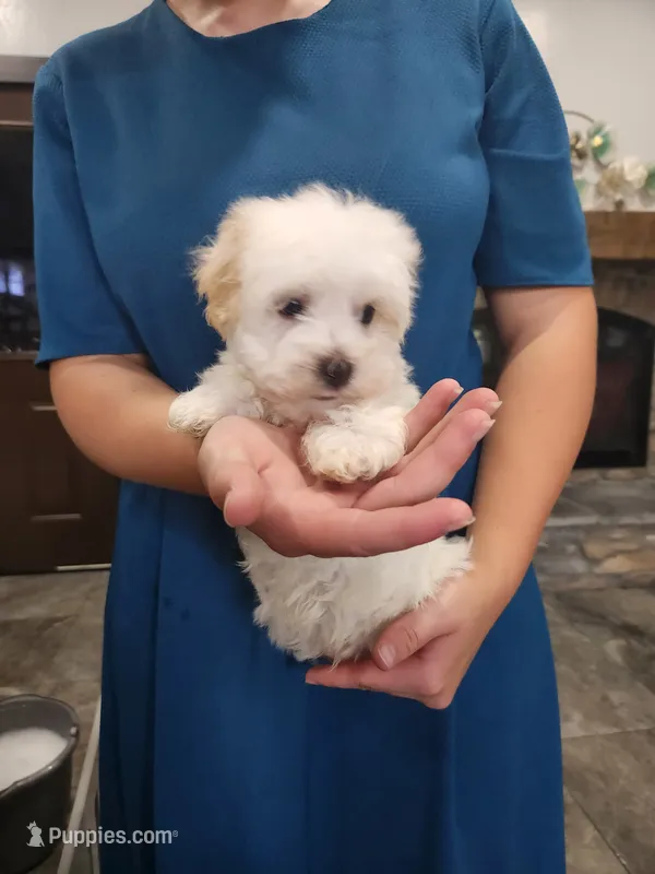 Froyo – Havanese puppy for sale in Sugarcreek, OH