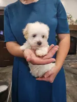 Froyo, a male Havanese for sale in Sugarcreek, OH – 1 of 3