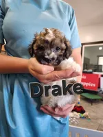 DRAKE, a male Havanese for sale in Sugarcreek, OH – 6 of 9
