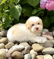 Flan, a male Havanese for sale in Sugarcreek, OH – 5 of 6