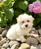 Frosting , a female Havanese for sale in Sugarcreek, OH – 6 of 8