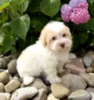 Flan, a male Havanese for sale in Sugarcreek, OH – 4 of 6