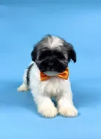 ELSA, a female Havanese for sale in Sugarcreek, OH – 2 of 4