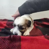 WESLEY, a male Havanese for sale in Sugarcreek, OH – Photo 7 of 7