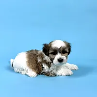 WESLEY, a male Havanese for sale in Sugarcreek, OH – Photo 2 of 7