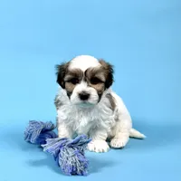 WESLEY, a male Havanese for sale in Sugarcreek, OH – Photo 1 of 7