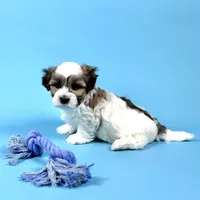 WESLEY, a male Havanese for sale in Sugarcreek, OH – Photo 3 of 7