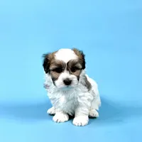 WESLEY, a male Havanese for sale in Sugarcreek, OH – Photo 4 of 7