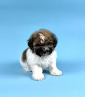 DRAKE, a male Havanese for sale in Sugarcreek, OH – 2 of 4