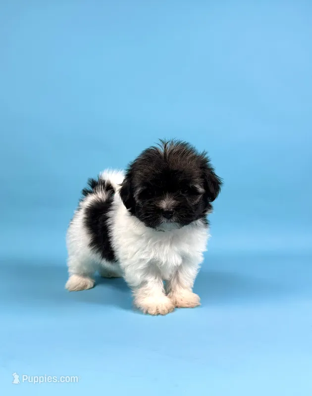 BISCUIT – Havanese puppy for sale in Sugarcreek, OH