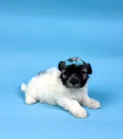 processed/e1777579-fe85-4f73-a851-5f8d748e15b2/listing/3808b140-505d-442c-97d4-a25607065e5e/c7f4cee8-195b-470a-812c-57806fae6296