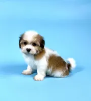 ZANDER, a male Havanese for sale in Sugarcreek, OH – Photo 4 of 4