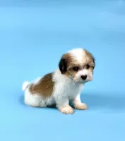 ZANDER, a male Havanese for sale in Sugarcreek, OH – Photo 3 of 4