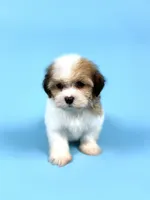 ZANDER, a male Havanese for sale in Sugarcreek, OH – Photo 2 of 4