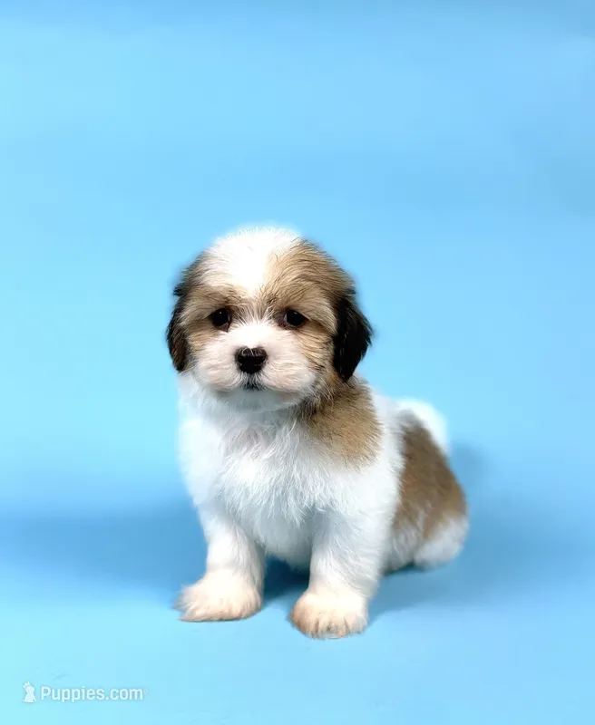 ZANDER – Havanese puppy for sale in Sugarcreek, OH