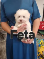 Feta, a male Havanese for sale in Sugarcreek, OH – 2 of 7