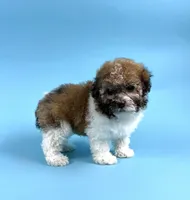 DIESEL, a male Havanese for sale in Sugarcreek, OH – 4 of 4