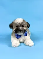 EDEN, a female Havanese for sale in Sugarcreek, OH – 3 of 4